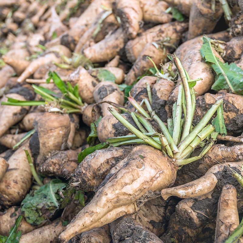 Thai claim approval for Sensus' prebiotic chicory root fibers