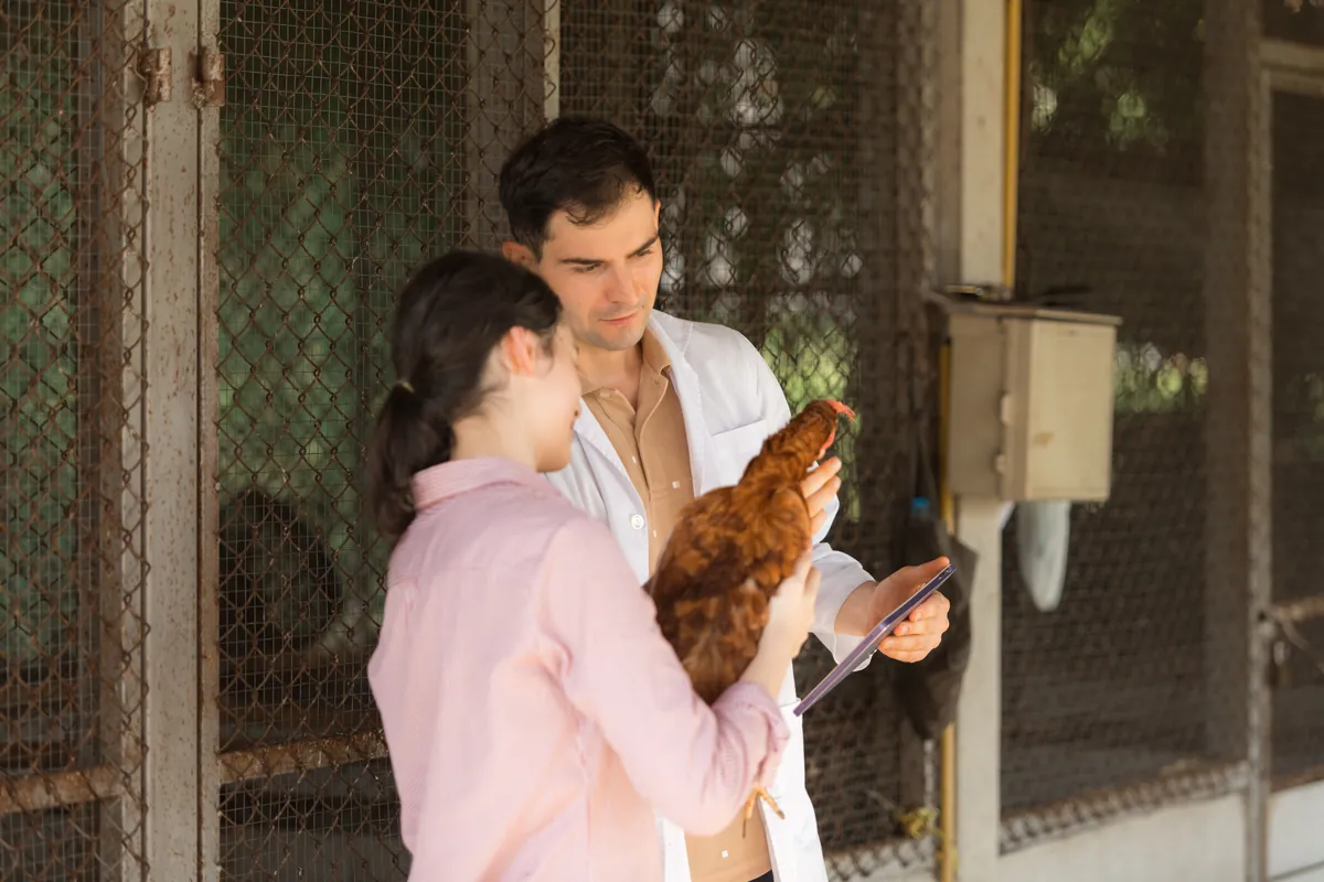 EFSA urges stronger biosecurity as bird flu risks challenge poultry ...