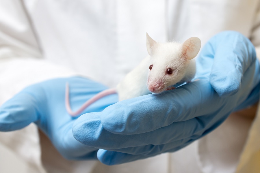 Lab mouse