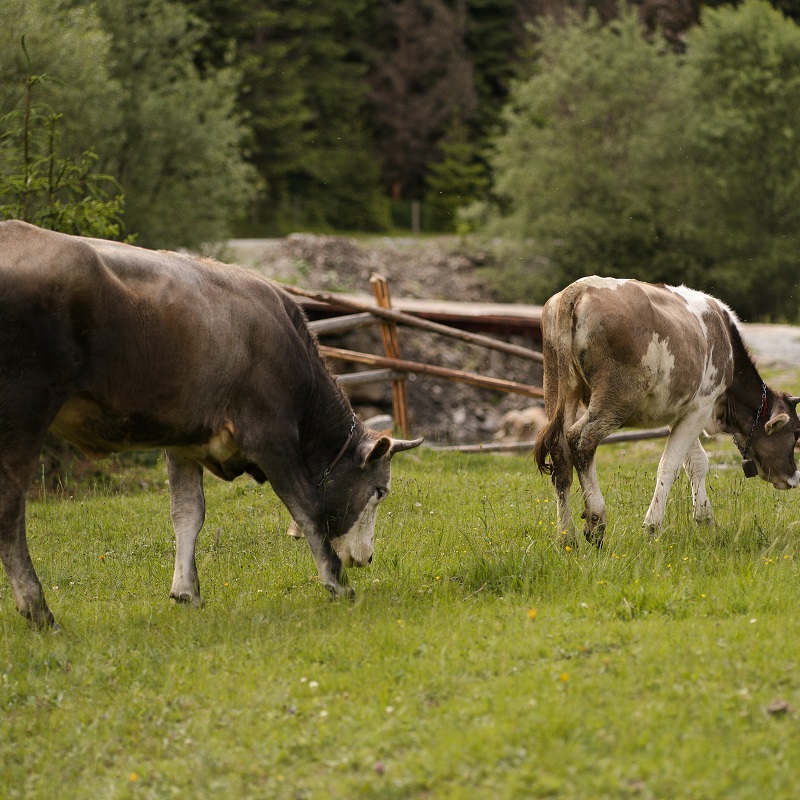 Cows.