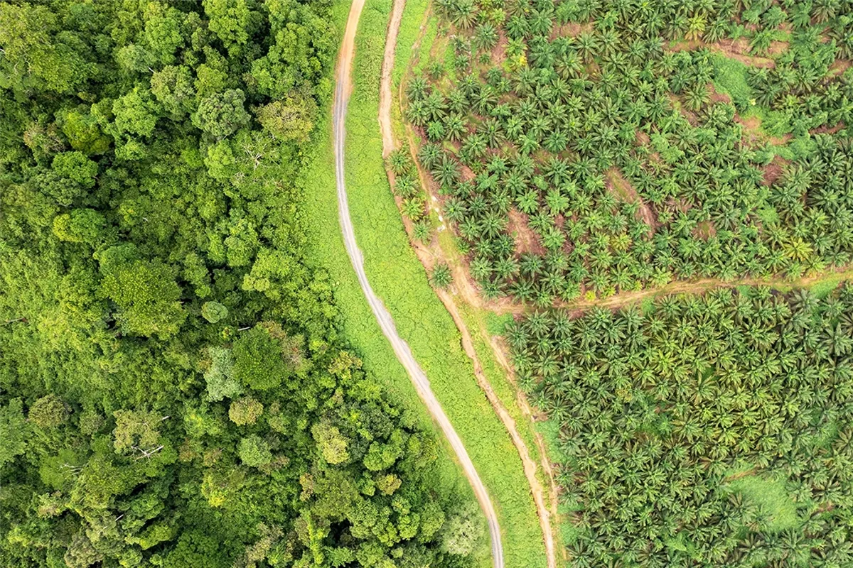 Palm oil plantation at the edge of tropical rainforest.