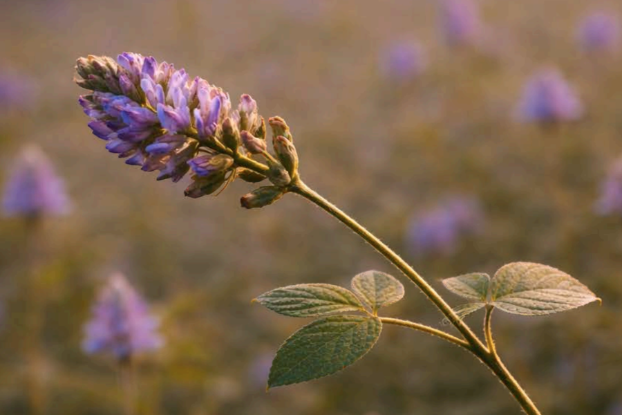 Bakuchiol plant