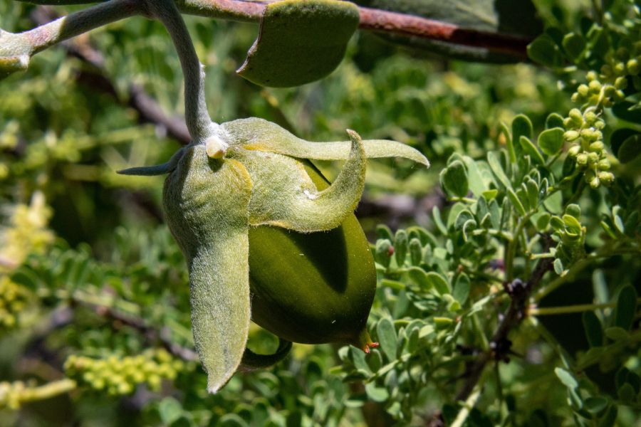 jojoba plant