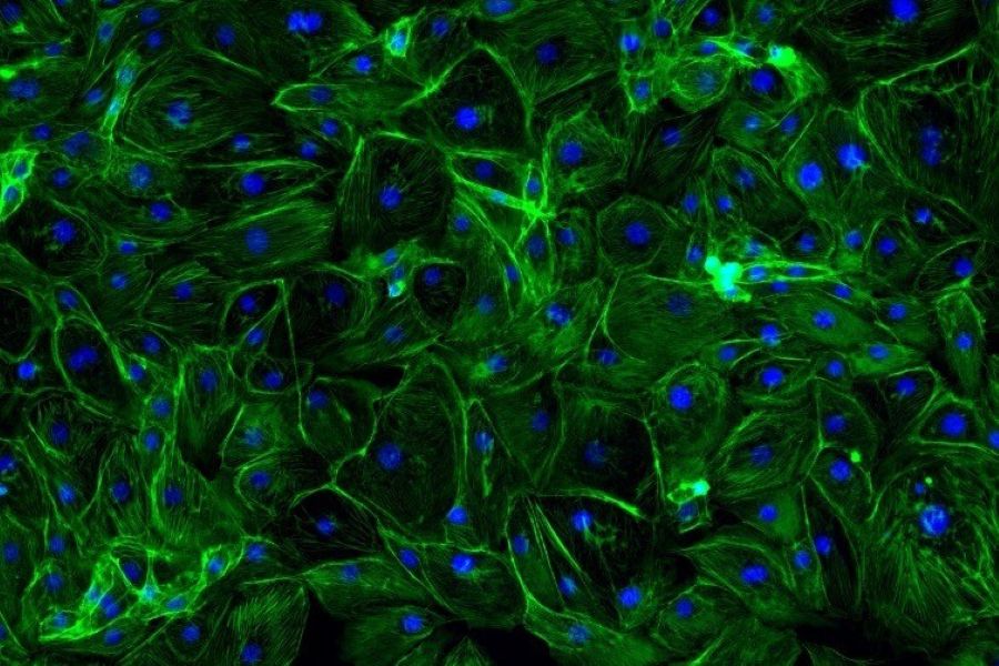 cells under microscope