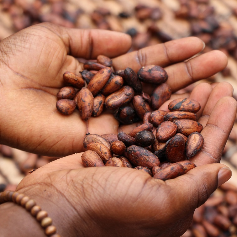 Hands are holding cocoa beans.
