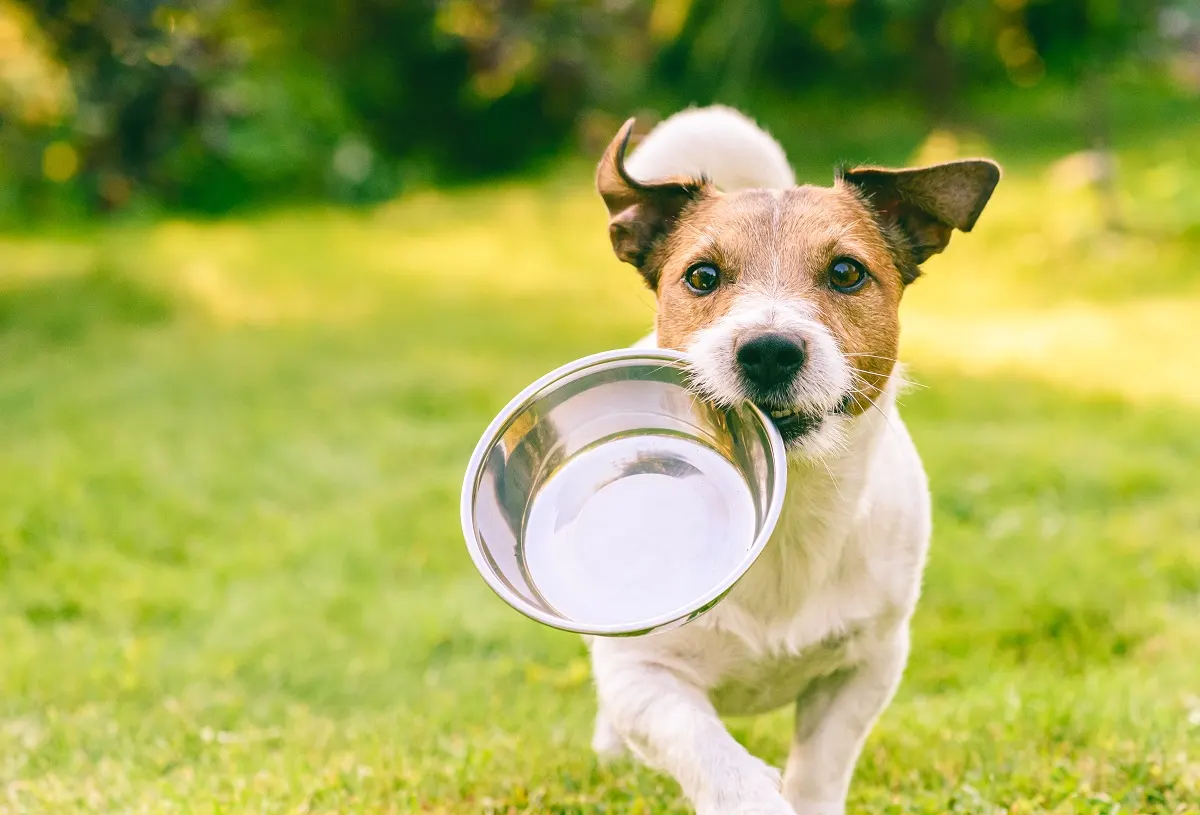 Odacova Health’s nine-year dog study links MHCR-1 to calorie ...