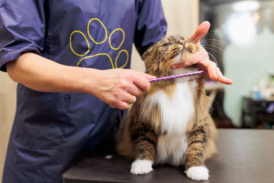 a cat getting groomed