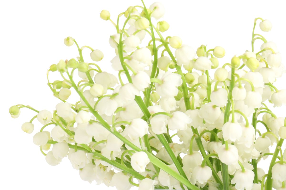Symrise plans premium Naturals cluster with Floral Concept acquisition