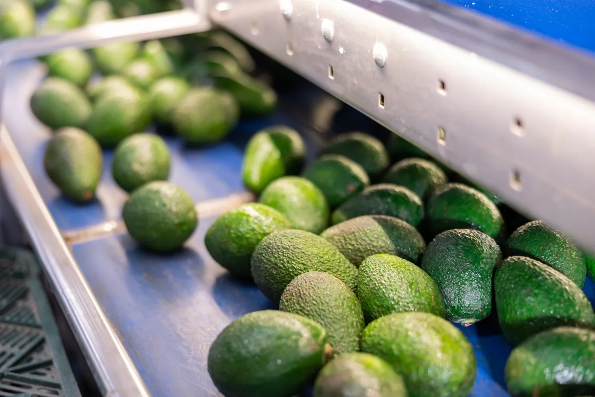 UC Davis finds ingredient-level avocado oil dilution in processed foods ...