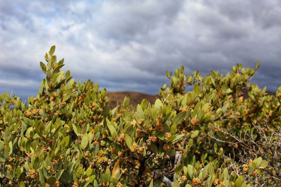 jojoba plant